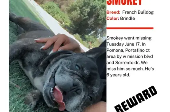 Lost Brindle French Bulldog in Pomona