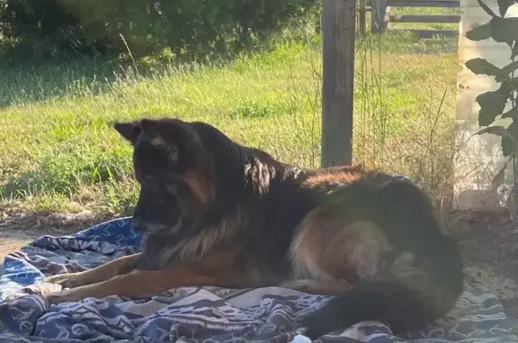 Missing dog Cave Junction, photo: Missing Dogs: Orion & Sirius in Cave Junction