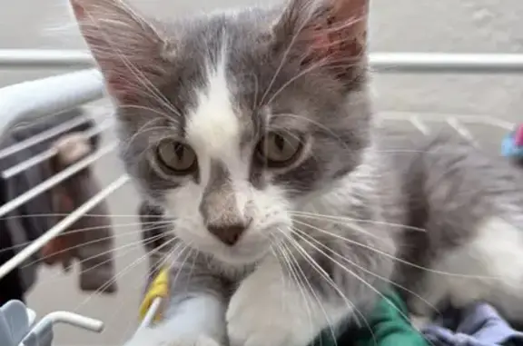 Chaton perdue: grise/blanche, Rue Cordeliers - photo