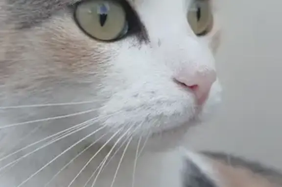 Lost Cat Zara: Help Find Her in Paarl!