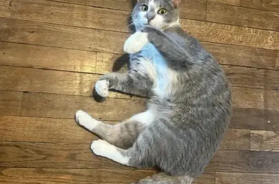 Lost pets Grand Rapids, photo: Friendly Lost Cat - Murray St SW, GR