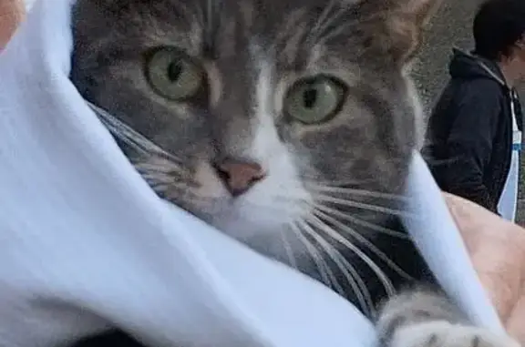 Chatte grise perdue à Nérac - photo