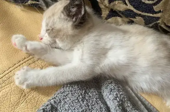 Found Bicolor Ragdoll Cat in C...
