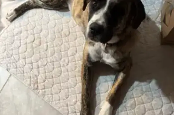 Help Find Dolly: Shy Red Brindle Pup