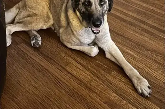 Lost Anatolian Shepherd: Friendly & Unique