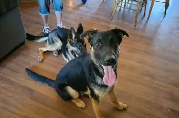 Lost Dog: Black & Tan, Navajo Dam Area