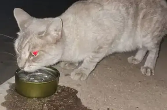 Gata Mediana Gris de Ojos Azul...