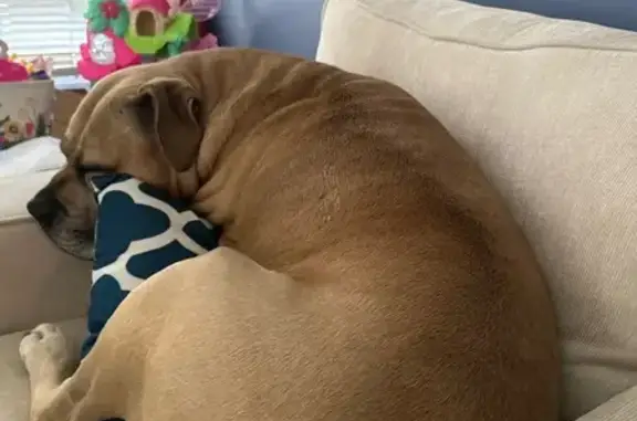 Lost Italian Mastiff on Elkhorn Dr