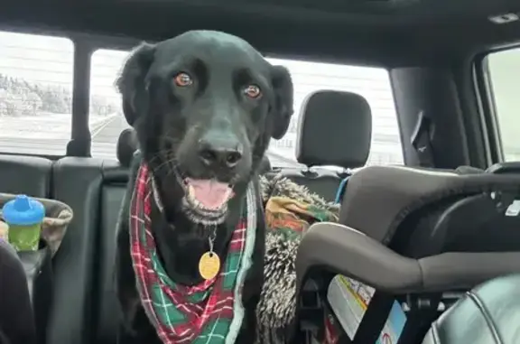 Lost Black Dog in Laporte - Friendly!