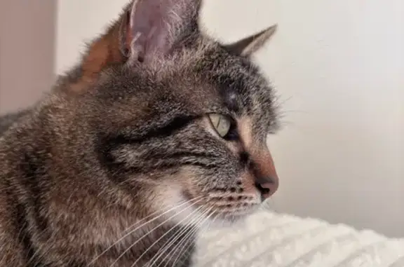 Animaux perdus , photo: Chat perdu : Bijou, tigré marron et noir