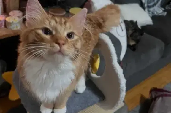Timid Cat Missing on North Bremen St