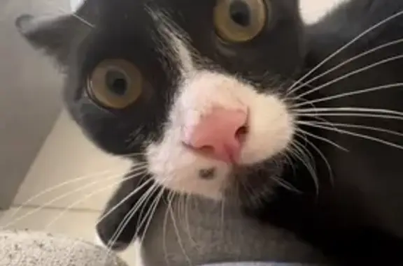 Chat perdu: noir/blanc, tache museau, St-André - photo