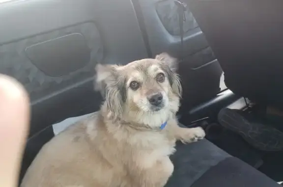 Perro Marrón Perdido en Fanzara