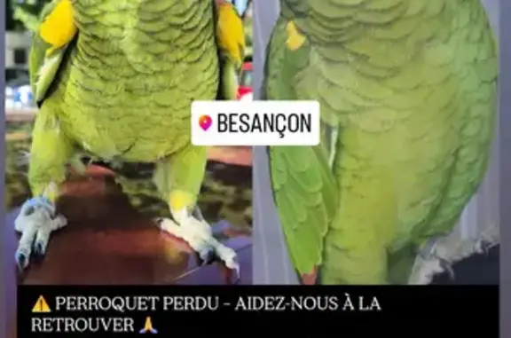 Animaux perdus Besançon, photo: Perdue : Amazone à front bleu à Besançon