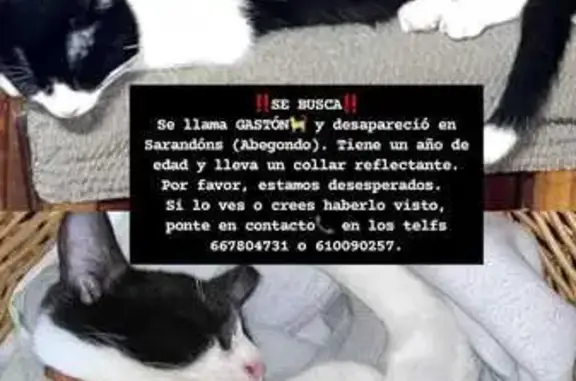 Gatos perdidos, A Coruna, foto: Gato negro y blanco perdido en A Coruña
