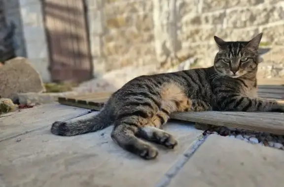 Chat tigré perdu, blessé oreille gauche - photo