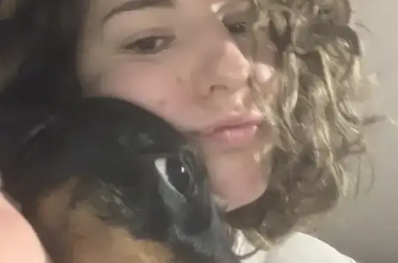 Perro perdido: Negro con manchas únicas