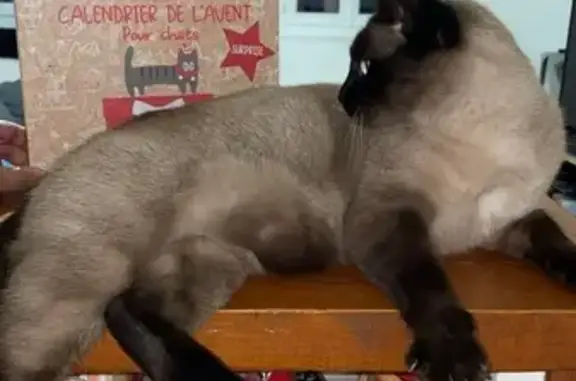 Chat perdu, Pernes-les-Fontaines, photo: Chat siamois perdu à Pernes-les-Fontaines