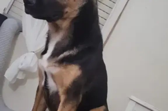 ¡Ayuda! Cachorro Kai perdido en Huelva