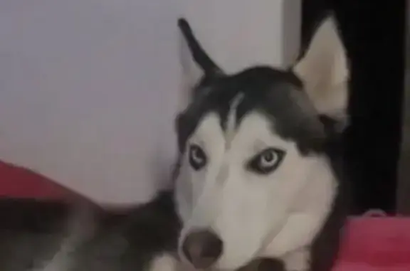 Lost pets Riverside, photo: Lost Dog: Blue-Eyed, Pink Collar, Friendly