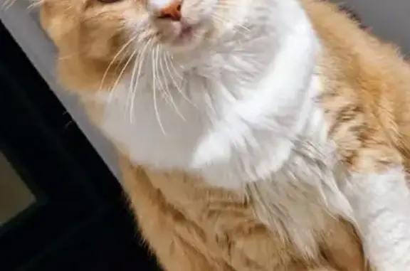Chat d'intérieur perdu à Étampes - photo