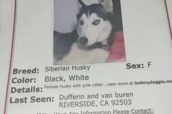 Lost pets Riverside, photo: Lost Husky: Blue Eyes, Pink Collar, Talkative