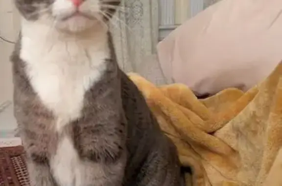 Lost Tabby: Gold Eyes, Bay View Ave