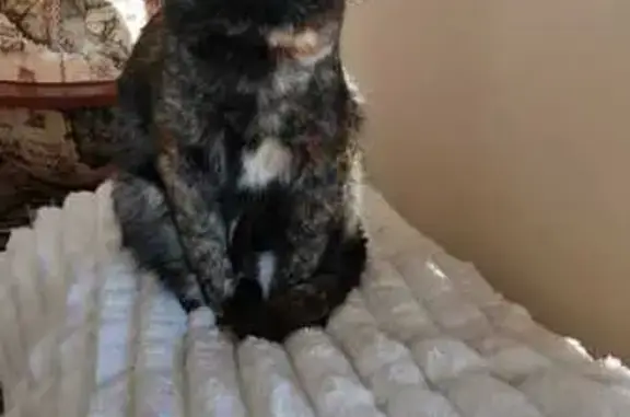 ¡Gata Carey Perdida en Moaña! Chip PO-551