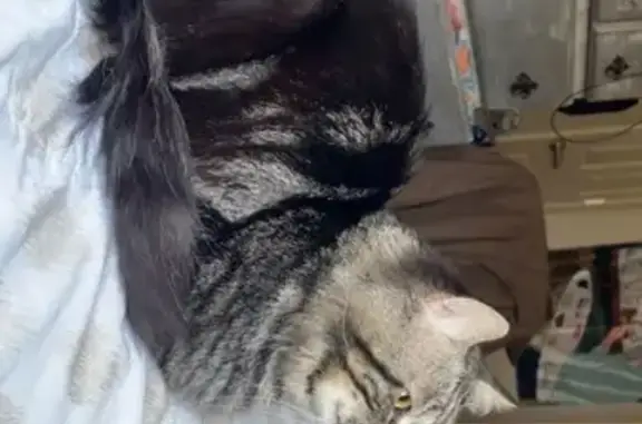 Missing cat Williston, photo: Lost Fluffy Black & Silver Tabby - Williston