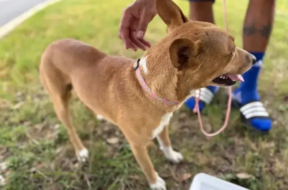 Lost and found pets San Antonio, photo: Found Dog: Pink Collar, No Tags, San Antonio
