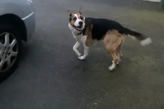 Animaux trouvés Landivisiau, photo: Grand chien mâle tricolore trouvé à Landivisiau