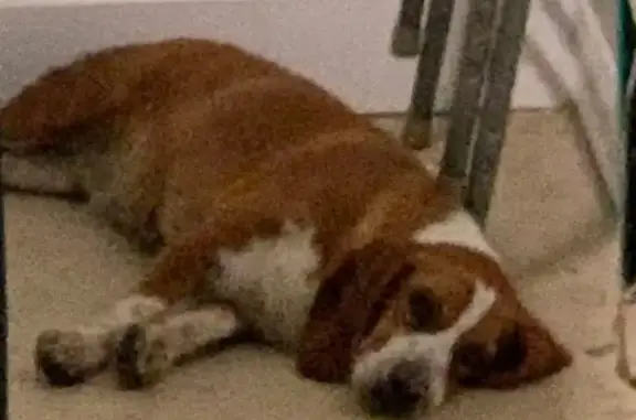 Lost pets , photo: Lost Beagle: Friendly, Red & White