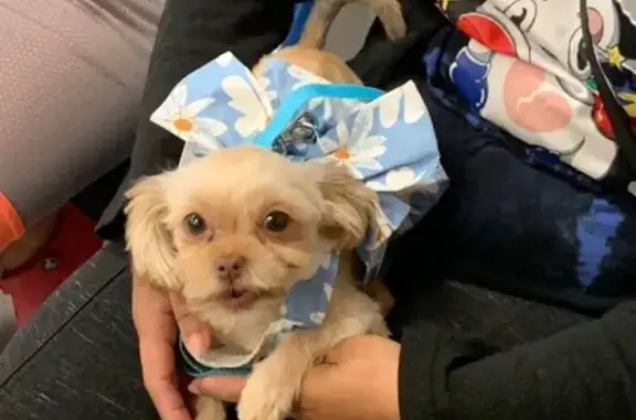 Lost Small Dog on Potters Ave, Providence