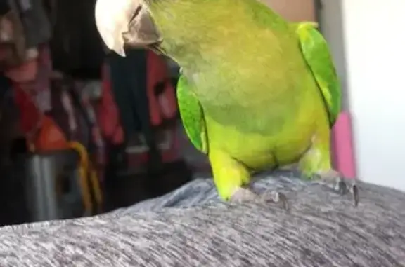 Ave Perdida: Verde con Pico Ro...