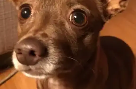 Lost pets Tulsa, photo: Lost Brown Chihuahua Mix - Tulsa Area