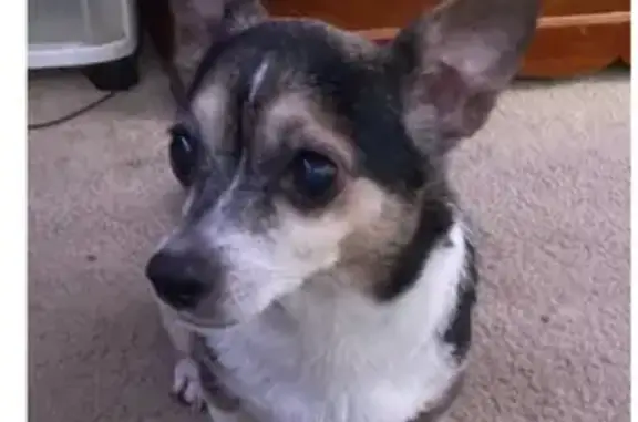 Lost Senior Corgi Chihuahua in Forest Lake