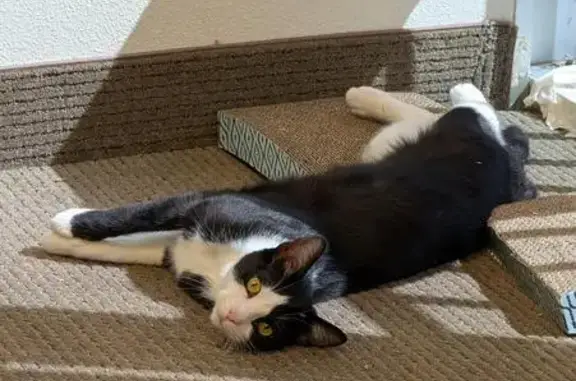 Missing cat Brea, photo: Friendly Lost Cat: Black & White, Brea