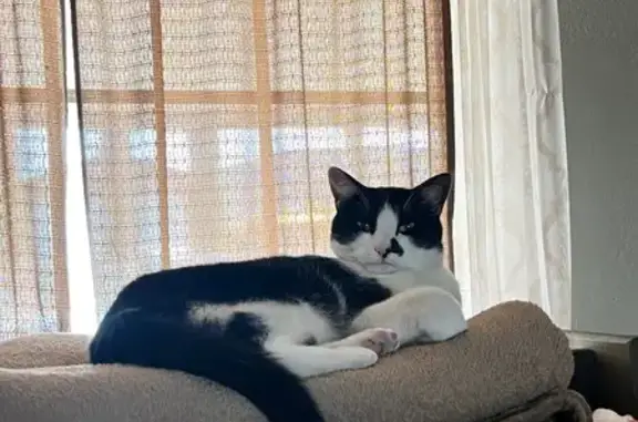 Lost pets Fontana, photo: Lost Black & White Cat: Sierra Ave, Fontana