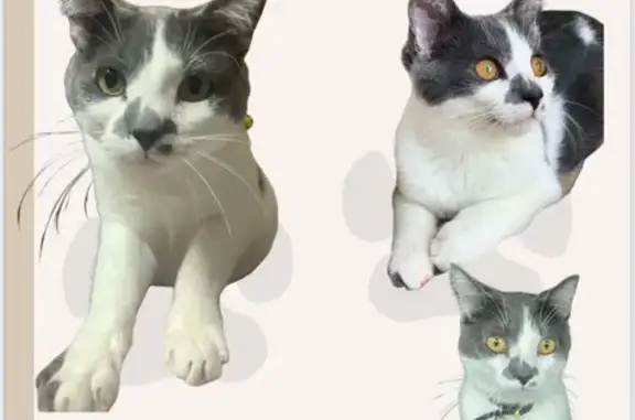 Lost Sweet Cat: $300 Reward Offered!