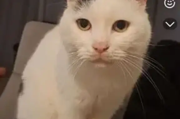 Animaux perdus Mouvaux, photo: Chat perdu: Blanc taches noires, Mouvaux