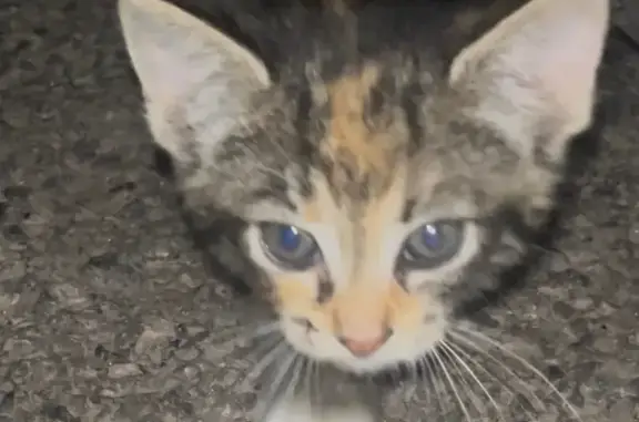 Lost pets Talent, photo: Found: Calico Kitten Near Wagner Creek