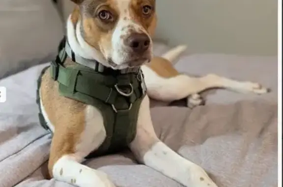 Lost Boston Terrier Mix in Layton Area