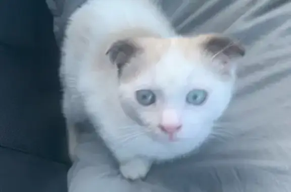 Lost Scottish Fold Kitten on Depot Ave