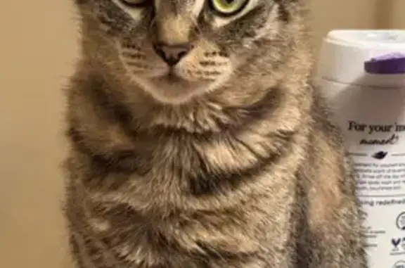 Lost Grey Tabby After House Fire: Help!