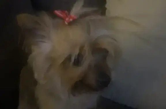Lost pets Norwalk, photo: Lost Yorkie Chloe: Pink Bow, Lawrence St