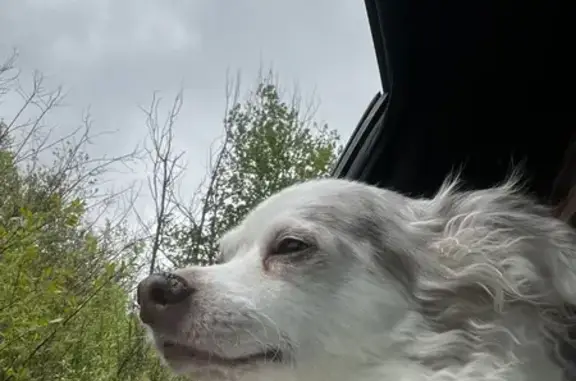 Missing dog Sturgeon Lake, photo: Lost Dog: White/Brown, Bryan St, Sturgeon
