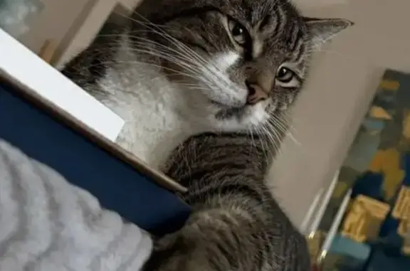 Lost Cat Oscar: Missing in Jacksonville