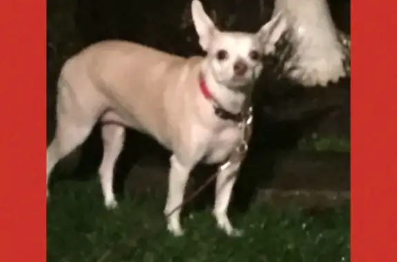Missing dog Belleville, photo: Missing: Cream-Colored Chihuahua in Belleville