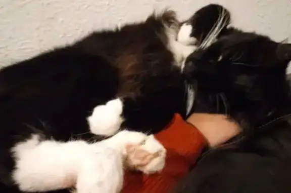 Missing cat Temple, photo: Lost Tuxedo Cat: Blue Collar, Injured Tail