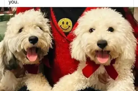 Lost White Westie on Encanto Blvd